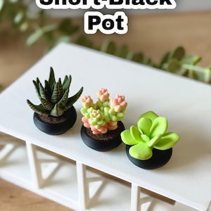 May include: Three miniature succulent plants in small, round, black pots. The left plant is dark green with striped leaves, the center plant has light green and pink rounded leaves, and the right plant is bright lime green. Text reads Short-Black Pot.