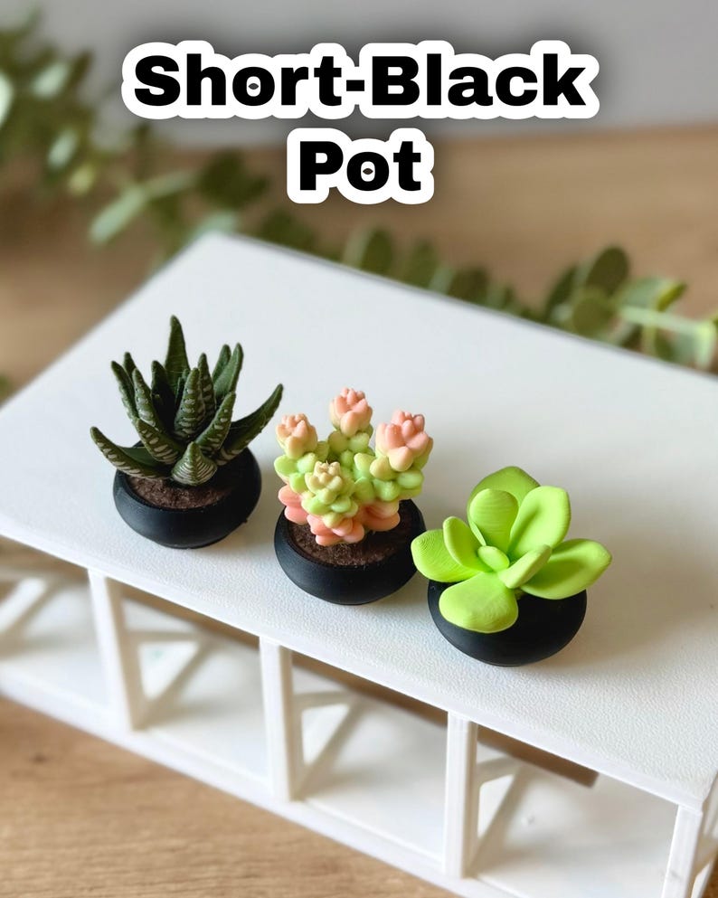 May include: Three miniature succulent plants in small, round, black pots. The left plant is dark green with striped leaves, the center plant has light green and pink rounded leaves, and the right plant is bright lime green. Text reads Short-Black Pot.