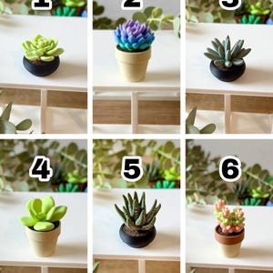 May include: A collection of six miniature succulent plants in small pots, numbered one through six. The plants feature various shapes and colors, including light green, blue-purple, grey-green, and pink, housed in black, beige, or brown pots.