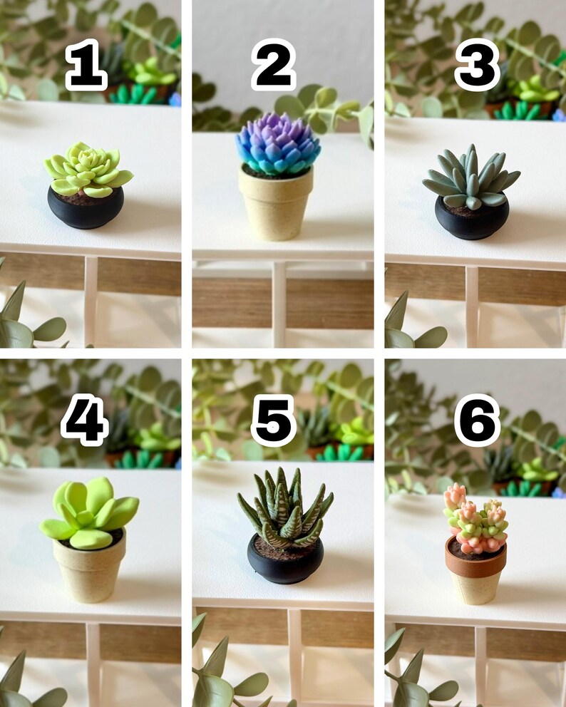 May include: A collection of six miniature succulent plants in small pots, numbered one through six. The plants feature various shapes and colors, including light green, blue-purple, grey-green, and pink, housed in black, beige, or brown pots.