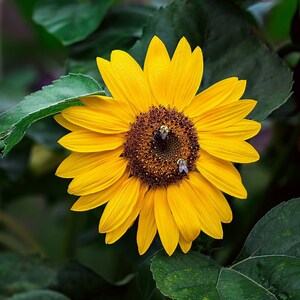 Sunflower Photo With Two Bees, Flower Photo Wall Art, Nature Photography Fine Art, Bee Photo Fine Art, Flower Photo Prints, Flower Fine Art