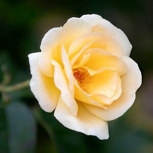 White and Yellow Rose Fine Art Photo, Flower Photo Wall Art, Nature Photo Fine Art, Floral Fine Art, Flower Photo Prints, Flower Fine Art
