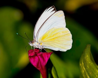 Southern White Butterfly on Red Flower Print