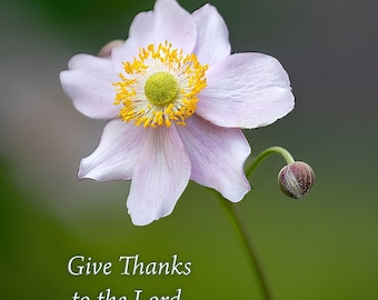 Psalm 107:1  Bible Verse  With Japanese Anemone Flower