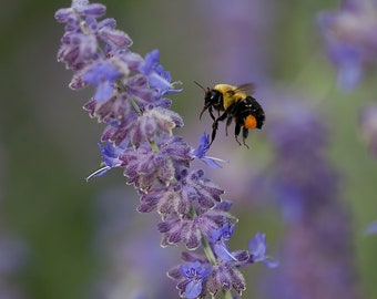 Bee In Flight To Purple Salvia