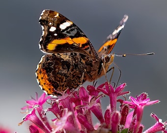 Red Admiral Butterfly on Pink Star Cluster Flower