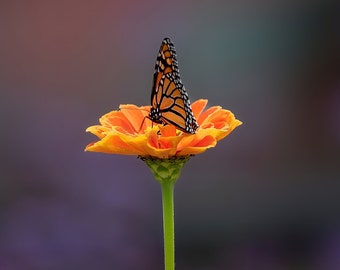 Monarch Butterfly on Orange Flower