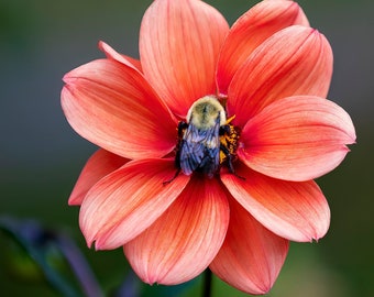 Sleeping Bee on Salmon Colored Dahlia Flower