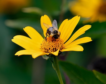 Bee on False Sunflower