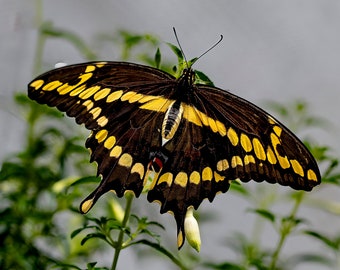 Square Image of Giant Swallowtail Butterfly