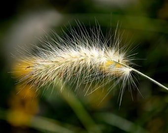 Feathertop Grass Fine Art Photo, Nature Wall Print, Plant Photography