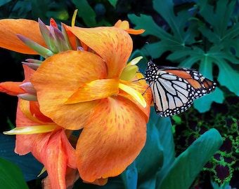 Monarch Butterfly on Orange Canna Lily