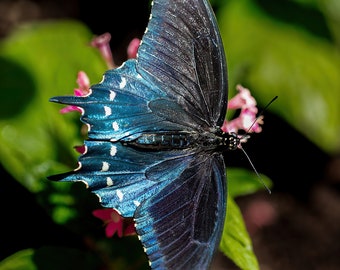 Blue Swallowtail Butterfly