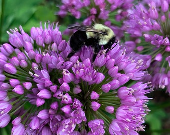 Bee on Purple Allium Flower