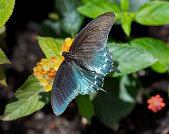 Blue Swallowtail Butterfly on Yellow Flower