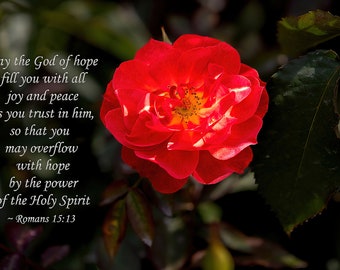 Romans 15:13 Bible Verse With Red Rose