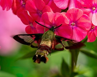 Hummingbird Moth Feeding on Pink Hydrangea