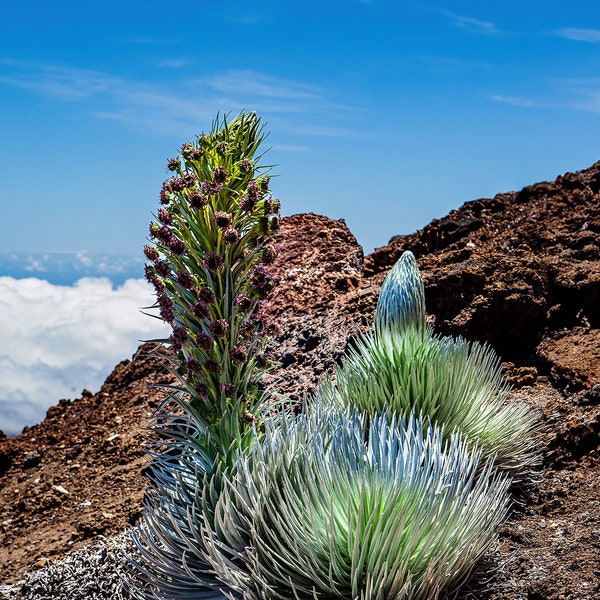 Rare Silver Sword in Bloom at Haleakala , Maui Hawaii