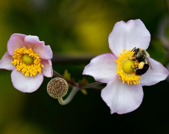 Bee on Pink Japanese Anemone Flower