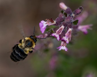 Bee In Flight To Purple Flower