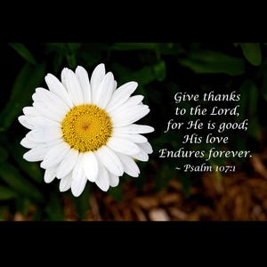 Może przedstawiać: Biała stokrotka z ż&oacute;łtym środkiem na zielonym tle. Obraz zawiera tekst: "Give thanks to the Lord, for He is good; His love Endures forever. ~ Psalm 107:1"