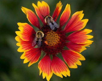 Square Image of Two Bees on Indian Blanket Flower