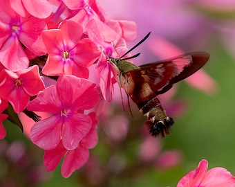 Hummingbird Moth on Pink Hydrangea