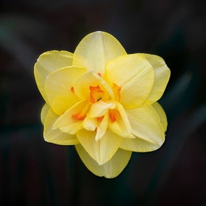 Square Photo of a Yellow Daffodil, Floral Photo Fine Art, Nature Photography Fine Art, Flower Photo Wall Art, Flower Photography Prints
