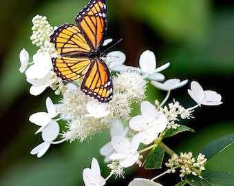 Monarch Butterfly on White Hydrangea