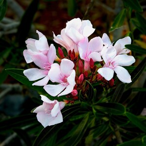 Square Photo of a Pink Oleander Flower, Flower Photo Fine Art, Flower Photo Prints, Flower Photo Wall Art, Nature Photography Fine Art