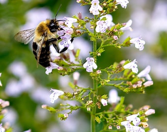 Bee on White Calamint Flower