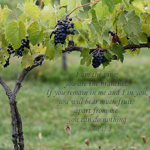 May include: A vine with green leaves and bunches of dark purple grapes. The vine is growing against a green background. The text "I am the vine; you are the branches. If you remain in me and I in you, you will bear much fruit; apart from me you can do nothing ~ John 15:5" is written on the image.