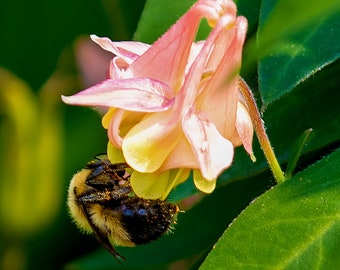 Bee on Red Columbine Flower