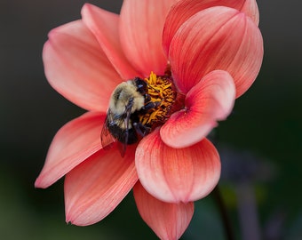 Bee on Salmon Dahlia Flower