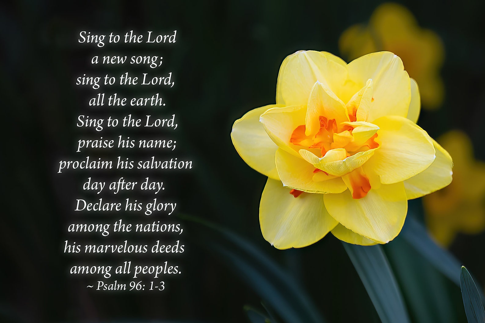 psalm-96-1-3-bible-verse-with-yellow-daffodil-flower-psalms-scripture