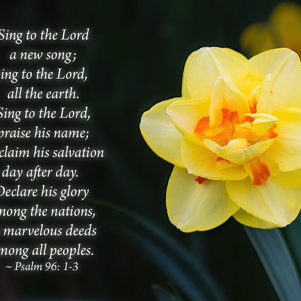 Psalm 96: 1-3 Bible Verse with Yellow Daffodil Flower