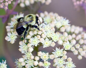 Bee on White Stonecrop Flower