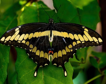 Giant Yellow and Black Swallowtail Butterfly