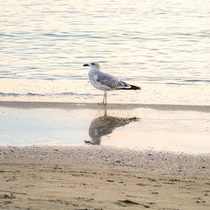 Puede incluir: Una gaviota se encuentra en la arena mojada de una playa, su reflejo visible en el agua poco profunda. El ave tiene plumas grises y blancas y un pico negro. El fondo muestra el mar y una playa arenosa.