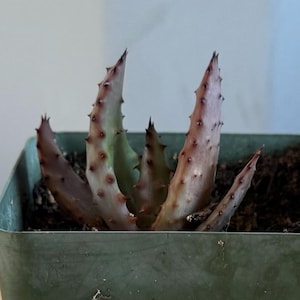4-inch Aloe Marlothii (L40) | ‘Mountain Aloe’