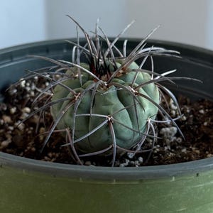 4-inch Gymnocalycium armatum | Gymnocalycium spegazzinii var. armatum