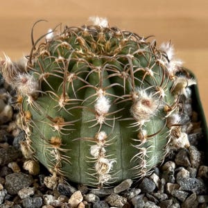 4-inch Echinopsis backebergii | Lobivia winteriana