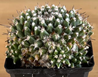 Mammillaria Dixanthocentron | Live Rooted Succulent-cactus - Etsy