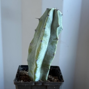 May include: A light green cactus with sharp spines, planted in a black square pot. The pot has the handwritten numbers "JJ4" on the side. The cactus has a ribbed texture and is set against a neutral background.