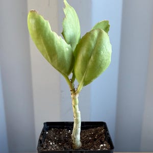 4-inch Cyphostemma cirrhosum (L19)