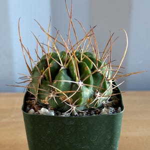 May include: A small, green cactus with long, brown spines in a dark green plastic pot. The cactus has a round shape and is covered in sharp, needle-like spines. The pot is square and filled with small rocks and soil. The background is a light gray.