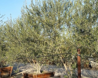 One Gallon Wilson Fruitless Olive - Olea europaea 'Wilsonii' - FREE SHIPPING