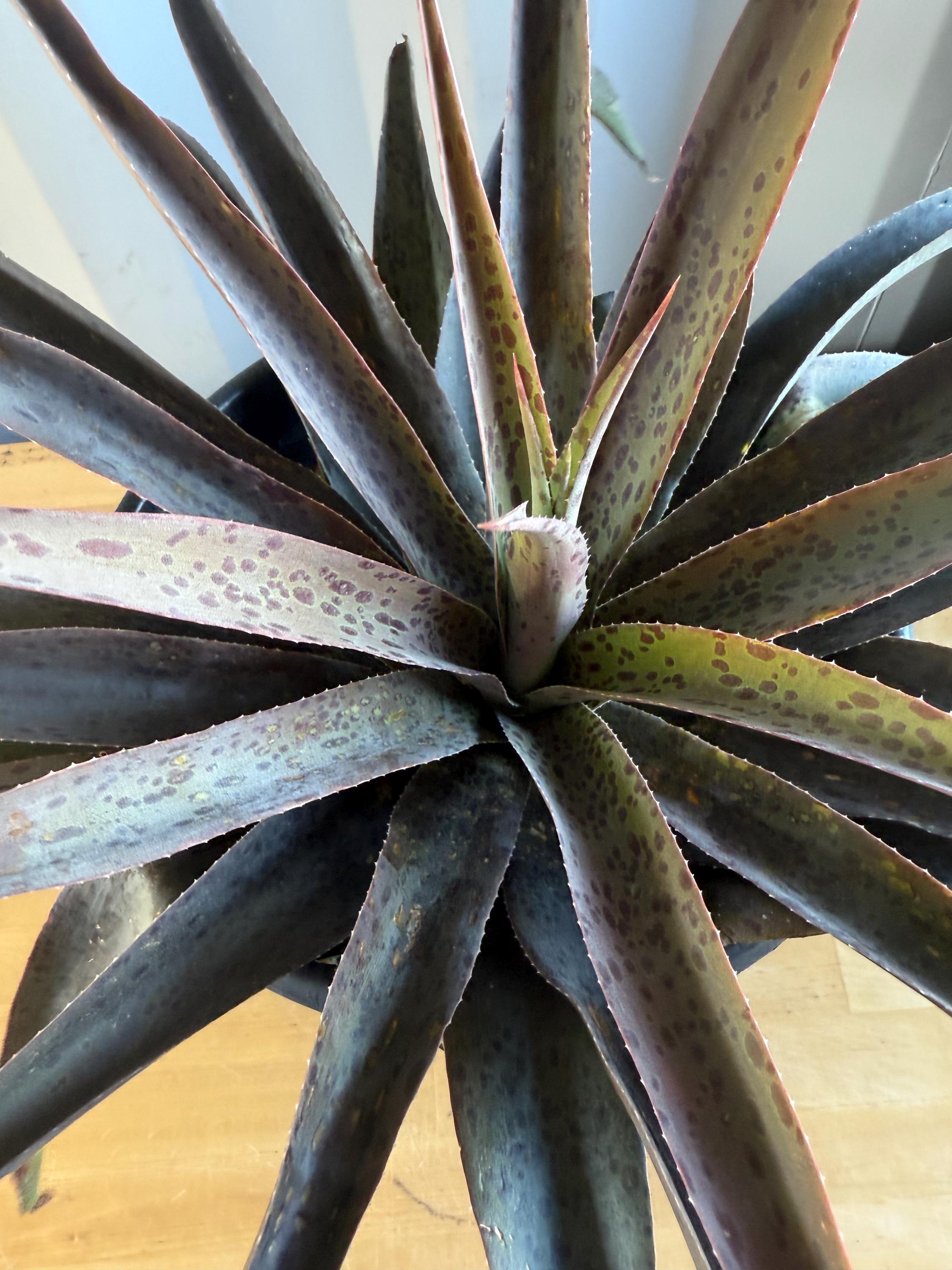 Pineapple Express Agave - Etsy