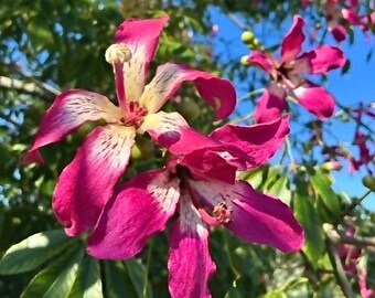 Silk Floss Tree Liner Start - Cebia speciosa - FREE SHIPPING