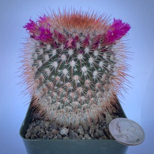 4-inch Spiny Pincushion Cactus | Mammillaria spinosissima